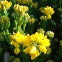 Genista hispanica